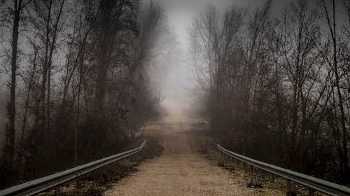 Základová fotografie zdarma na téma chodník, děsivý, lesní cesta