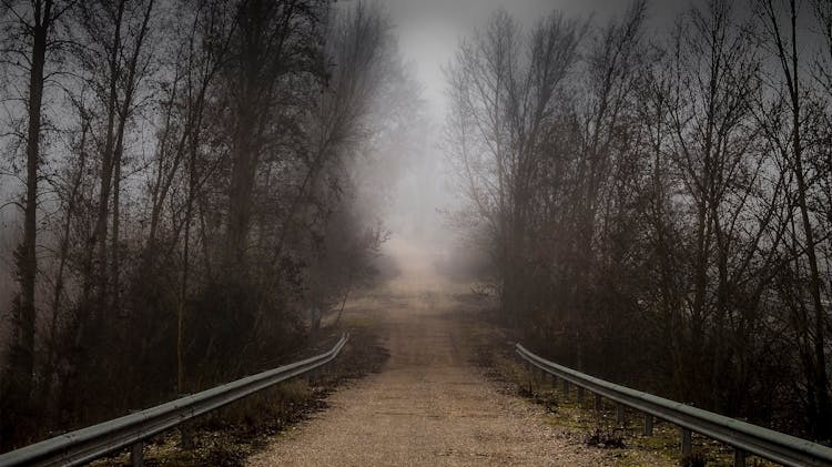 A Scary Path In The Forest