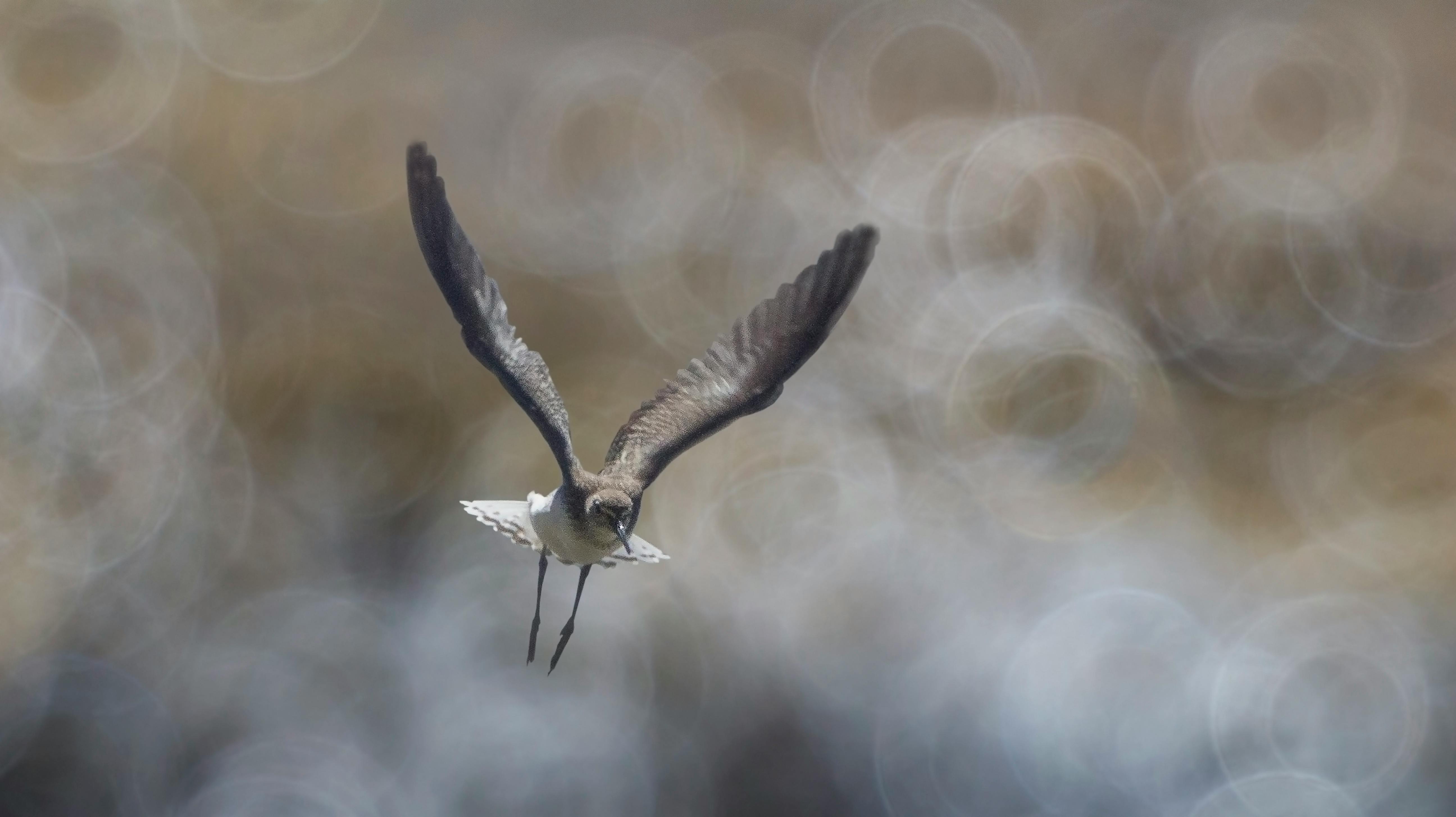 White and Black Bird Flying · Free Stock Photo