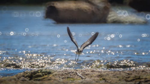 Foto stok gratis binatang, burung, camar