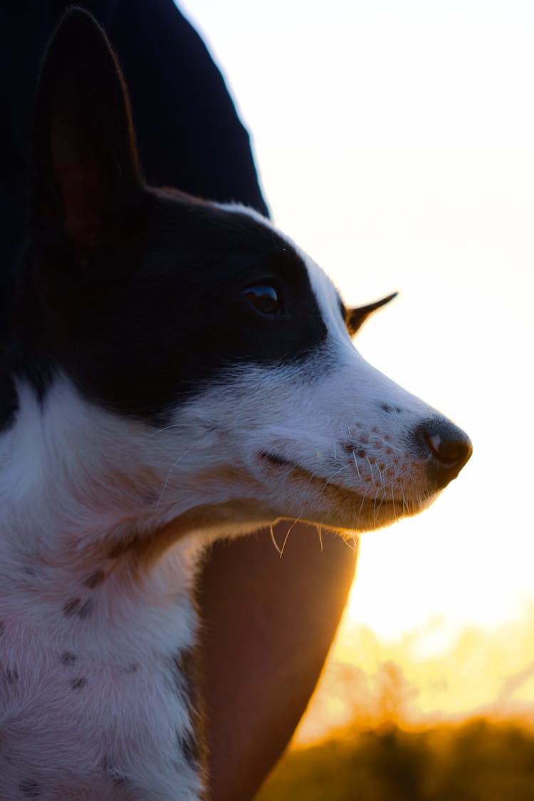 Close-Up Shot Of A Dog