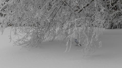 A Bird Under the Bare Tree Covered with Snow 