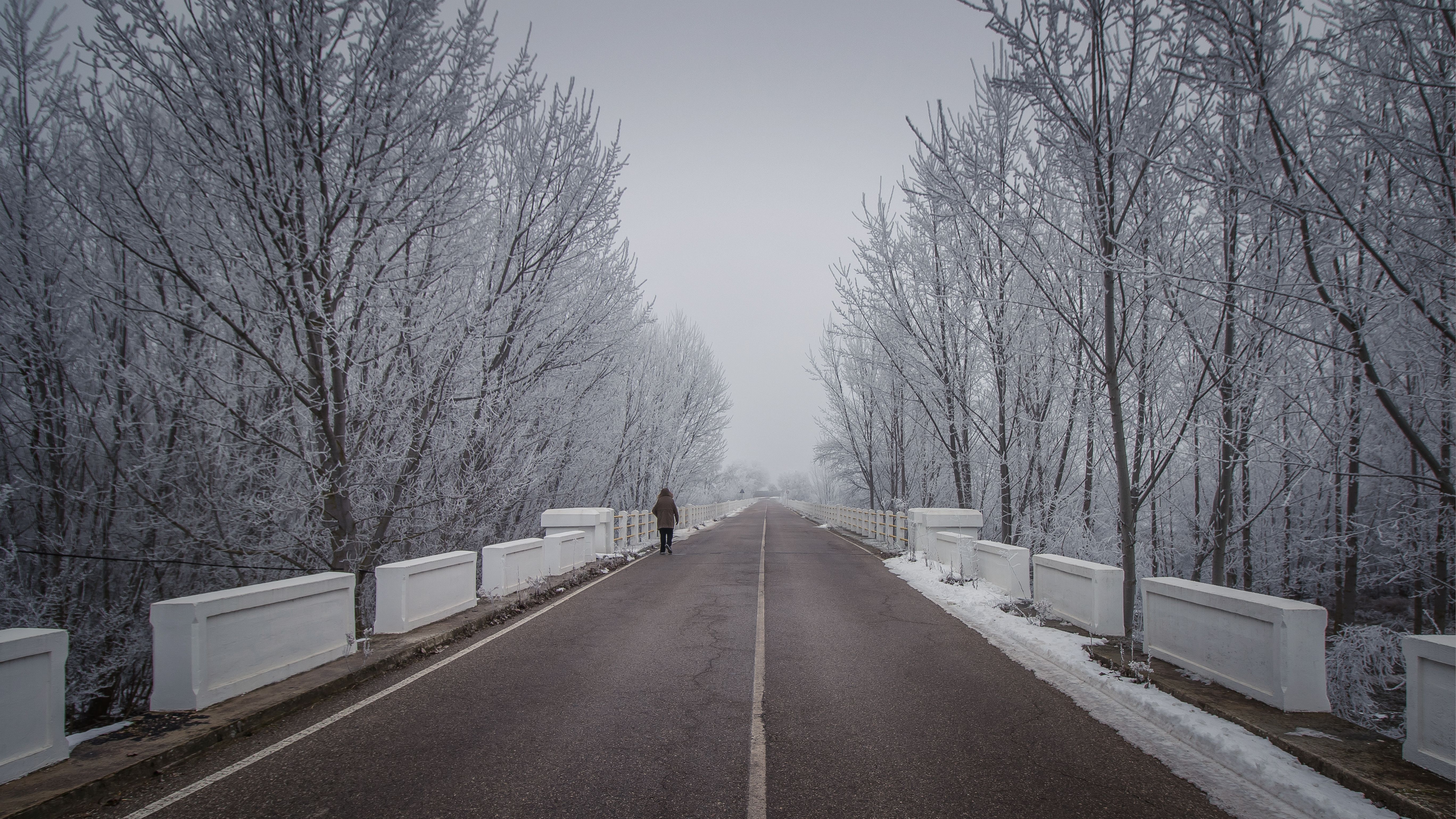 Person in Brown Jacket Walking on Road Between Bare Trees · Free Stock ...