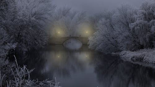 Foto d'estoc gratuïta de arbres, clima fred, cobert de neu