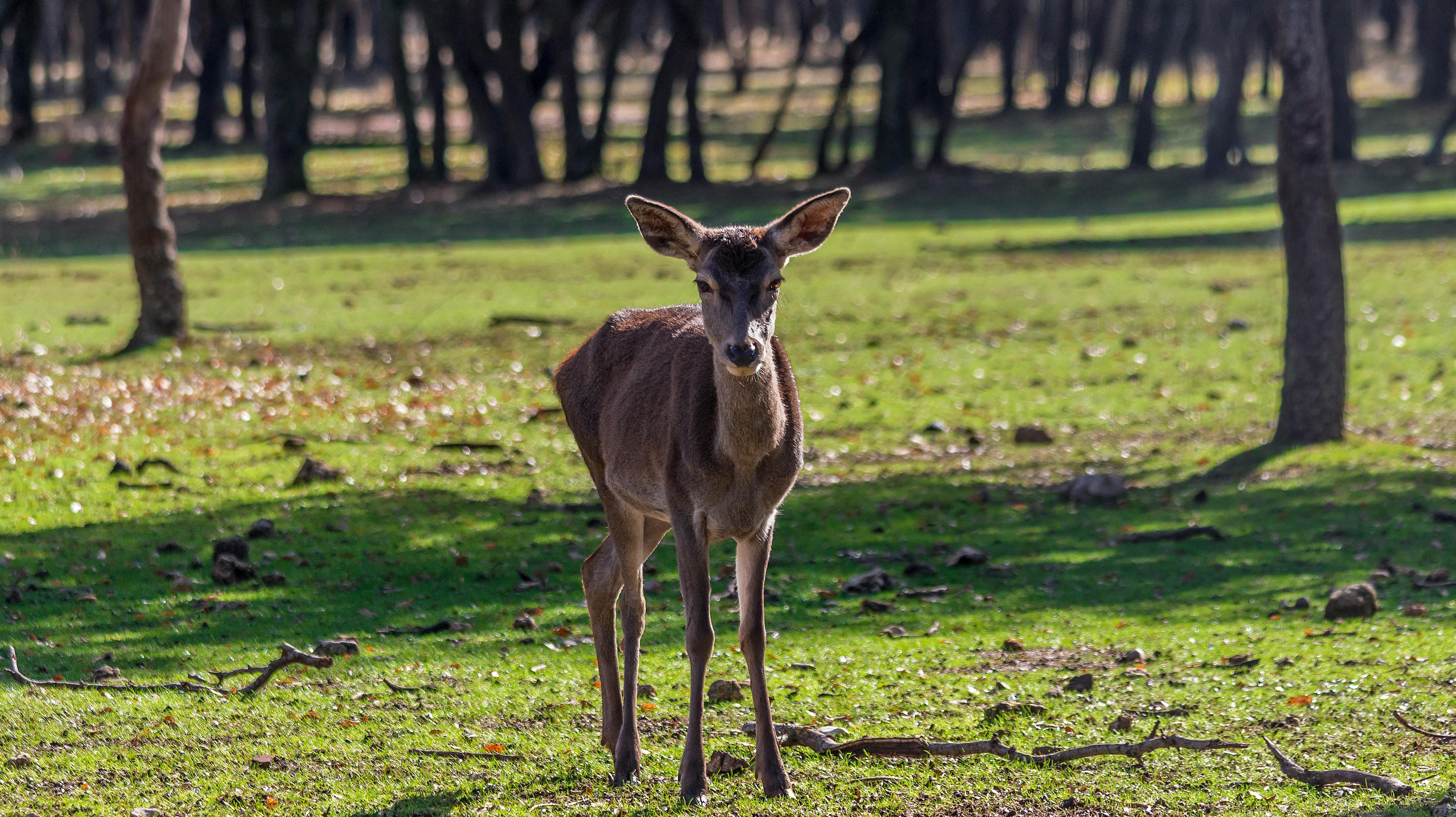 grátis Foto profissional grátis de animais selvagens, animal, ao ar livre Foto profissional