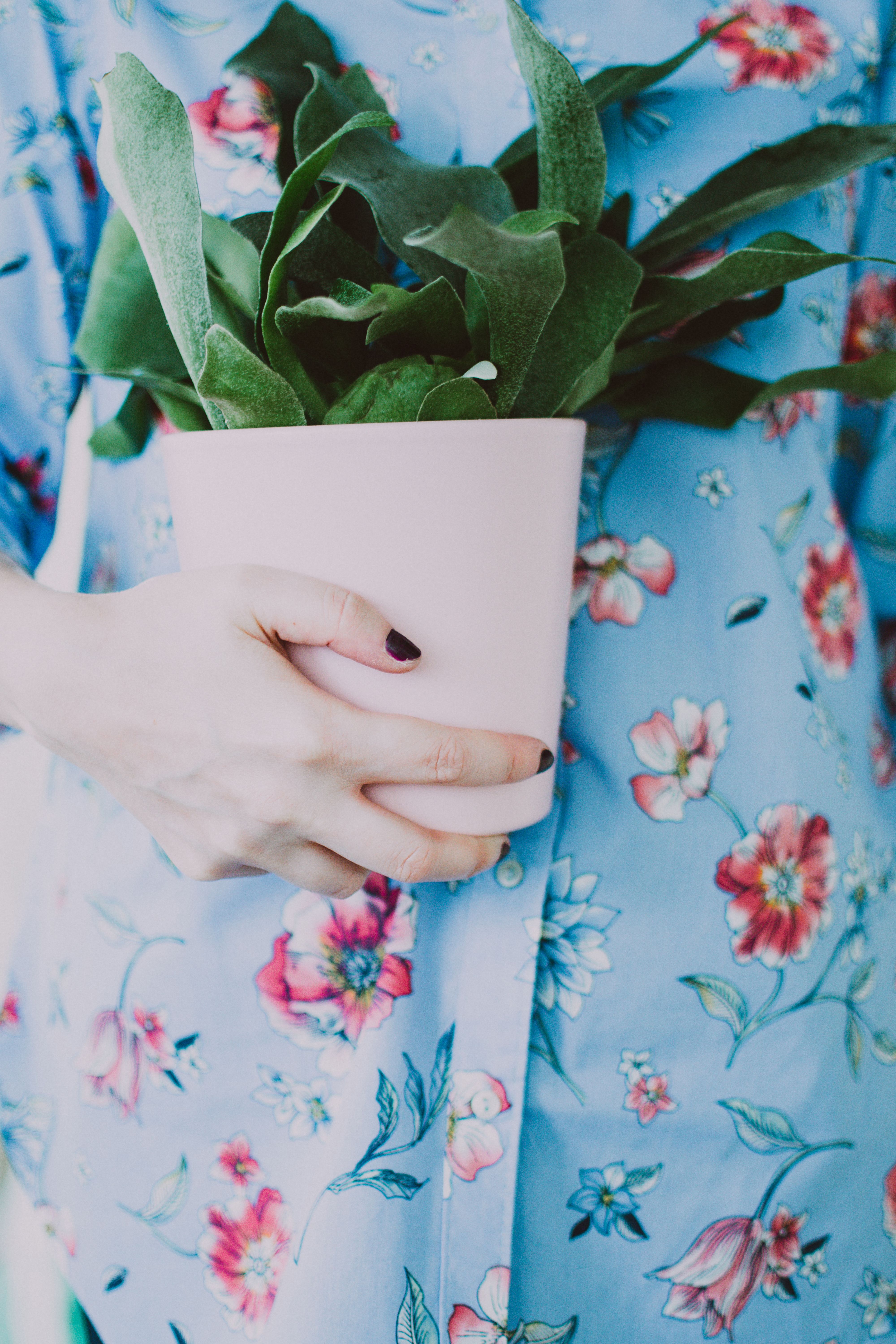 Woman Holding Green Leafed Plant · Free Stock Photo
