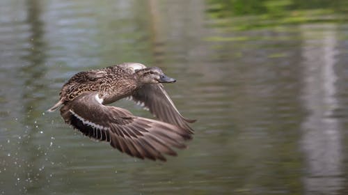 Duck Flying over Body of Water