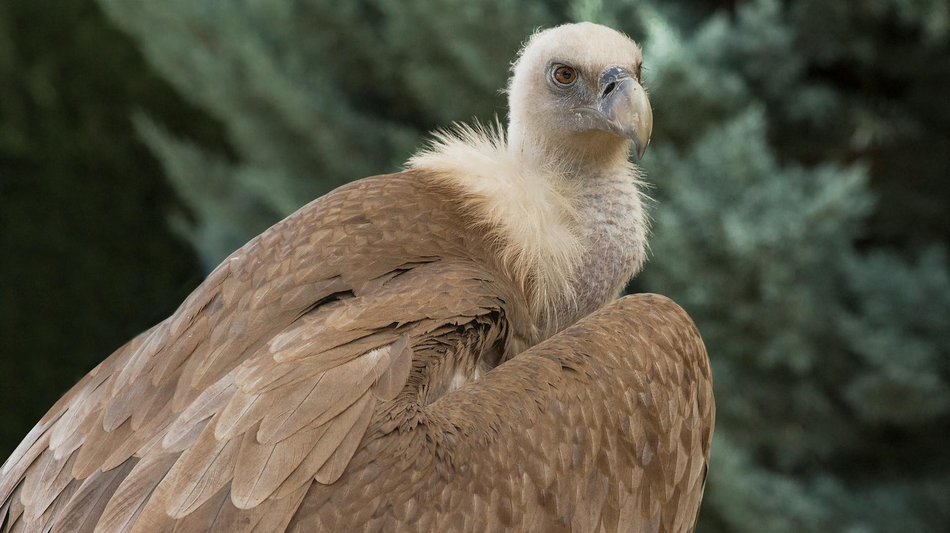 Close-Up Shot of a Eurasian Griffon Vulture