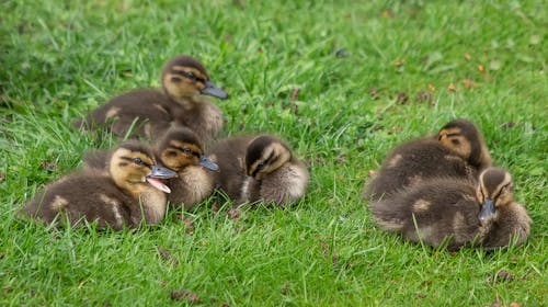 Close-Up Photo of Ducklings on Green Grass