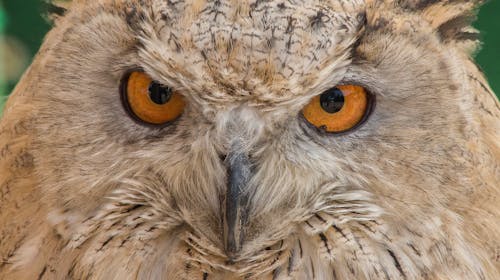 Free Owl's Eyes in Close-up Photography Stock Photo