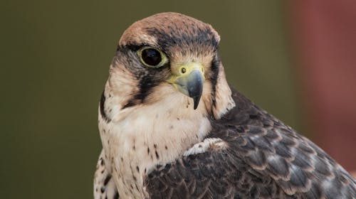 Close-Up Photo of a Lanner Falcon