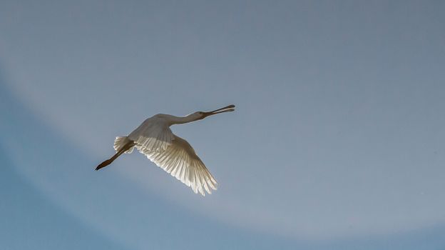 Spoonbill Flying in the Sky
