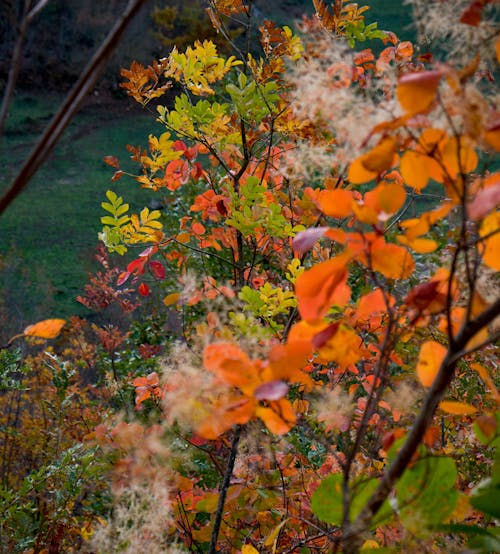 Close-up of Shrubs with Autumnal Leaves 