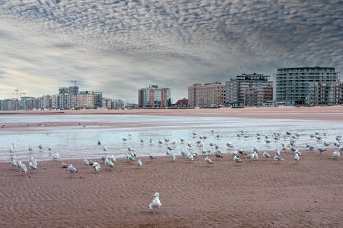 Seagulls on a Beach in Ostend, Belgium 