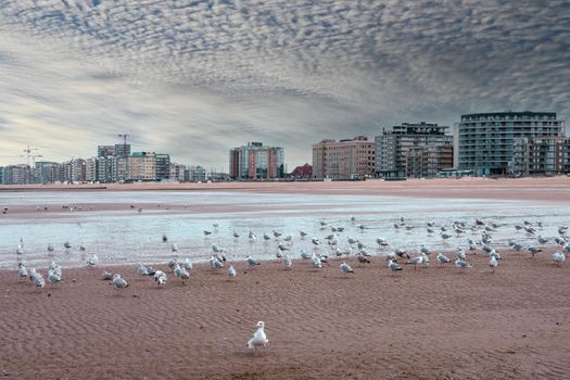 Gaviotas