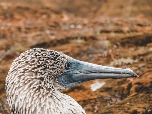 Gratis arkivbilde med blåfot booby, dyr hode, dyrefotografering