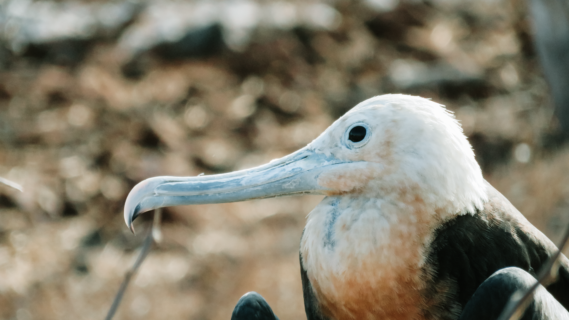 A detailed view of a Great Frigatebird displaying its long beak and plumage in the wild.
