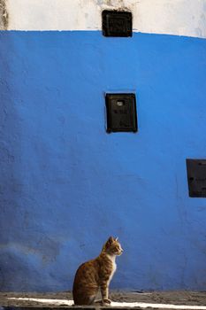 A cute ginger cat sitting in the sunlight against a vibrant blue wall, capturing a moment of tranquility and color contrast.