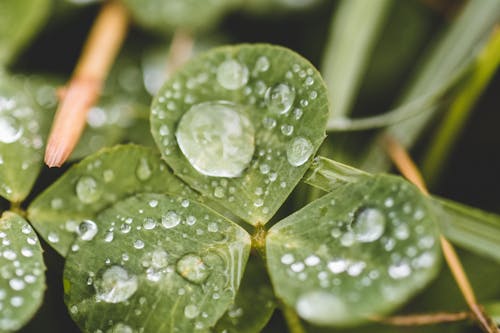 Fotos de stock gratuitas de disparo macro, floración, fotografía de naturaleza