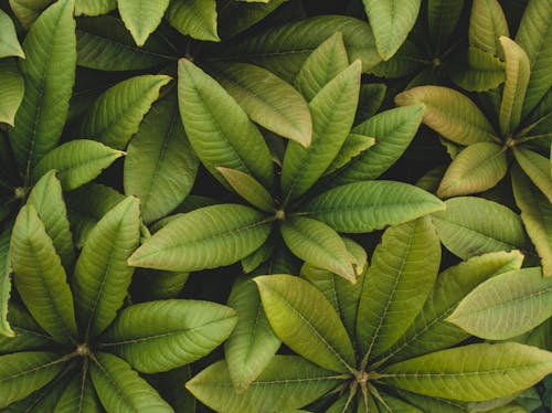 Foliage of Schefflera Plant