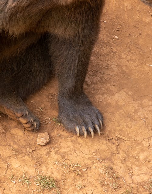 Free Close-up of a Paw of a Brown Bear  Stock Photo