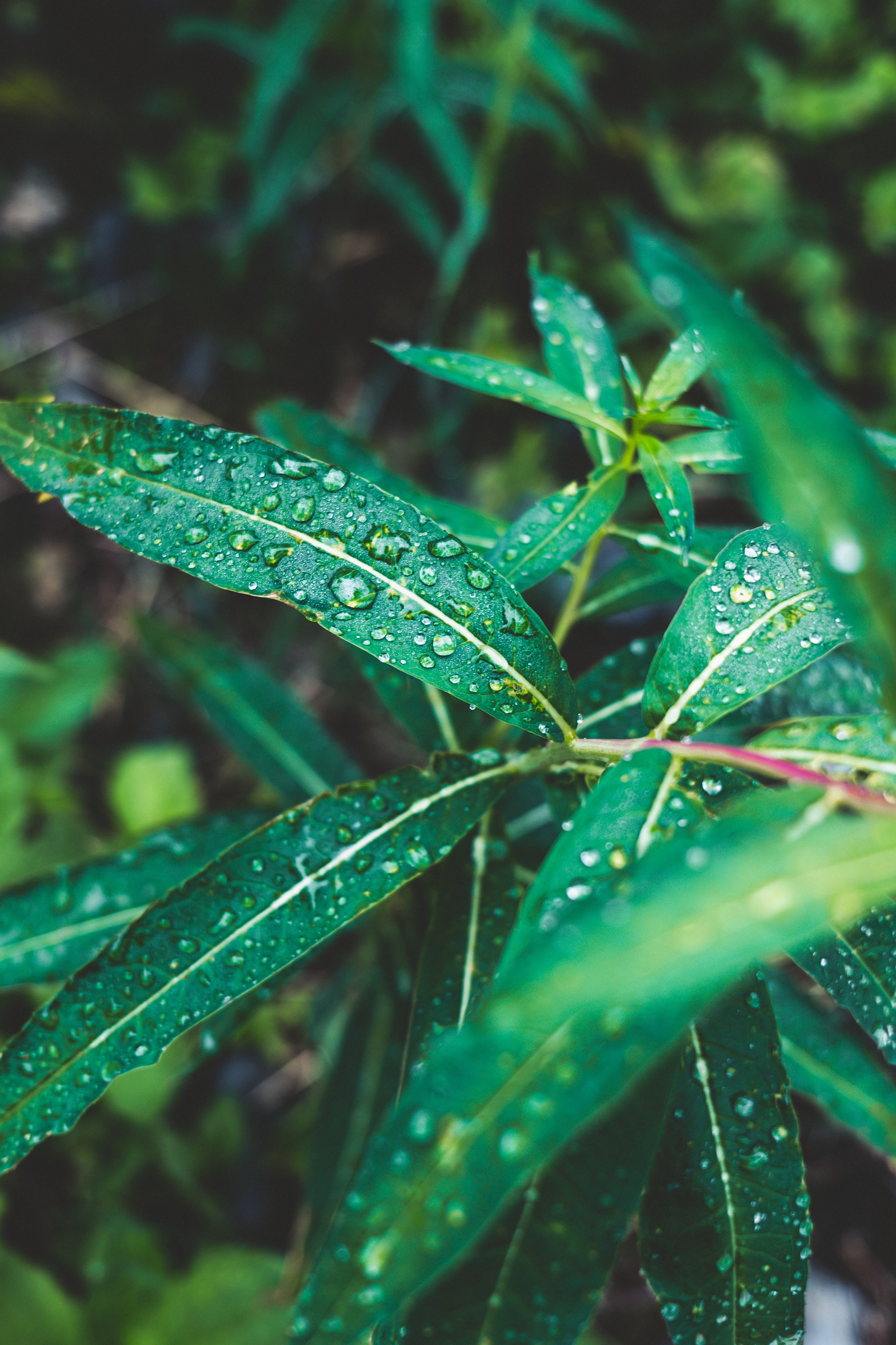 Close-Up Shot of Green Grass with Water Droplets · Free Stock Photo