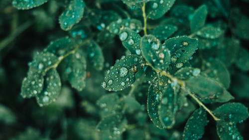 Free Close-up photograph of vibrant green leaves with fresh water droplets, capturing nature's freshness. Stock Photo