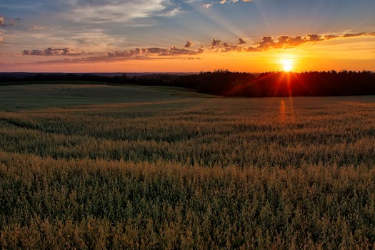 Stunning sunset over a lush field in Minnesota, capturing the serene beauty of nature.