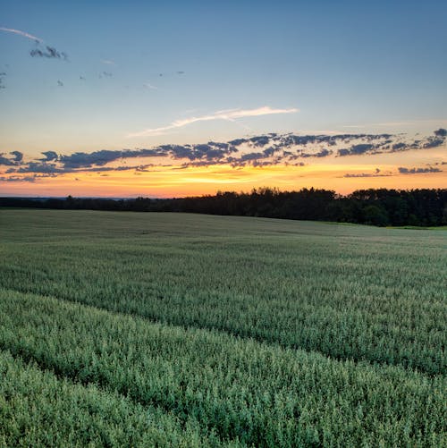 Foto profissional grátis de alvorecer, cair da noite, campo de grama