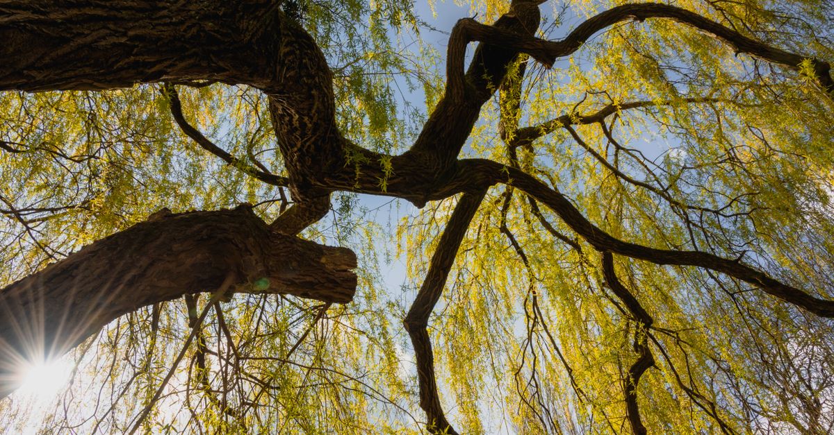 Saule Crevette : Plantation et Entretien Guide