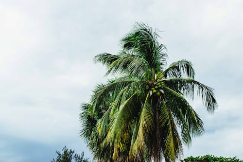코코넛 나무 사진