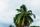 coconut tree