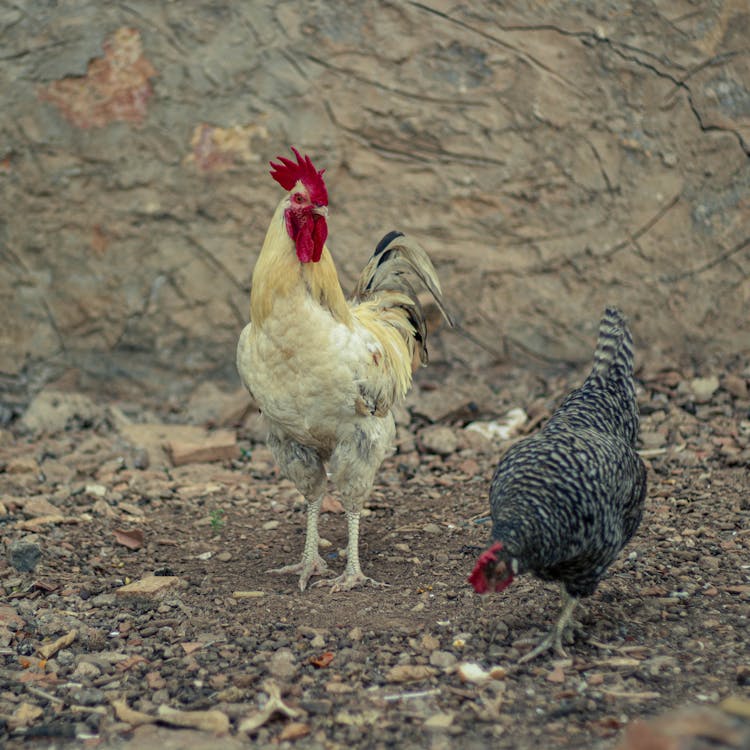 White Rooster And A Hen Walking On Dirt Ground