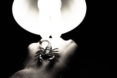 Darmowe zdjęcie z galerii z ciemny, ręka, skorpion