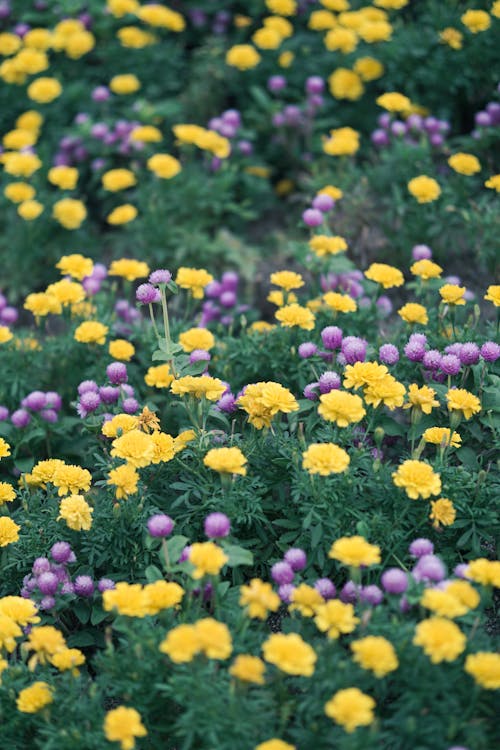 Yellow and Purple Flowers on Field
