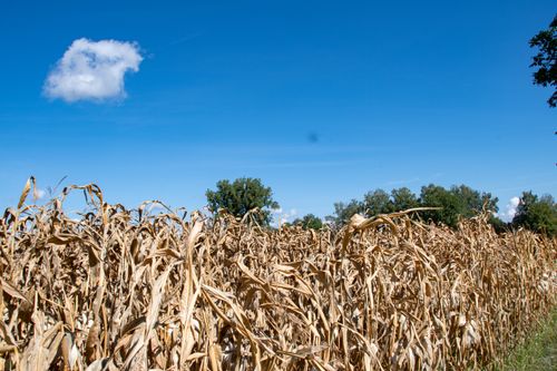 Free A dried cornfield stretches under a clear blue sky, with a lone cloud and distant trees. Stock Photo