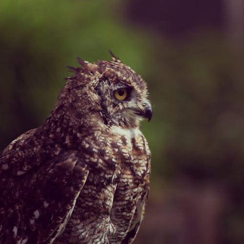 Free Photo of Brown Owl Stock Photo