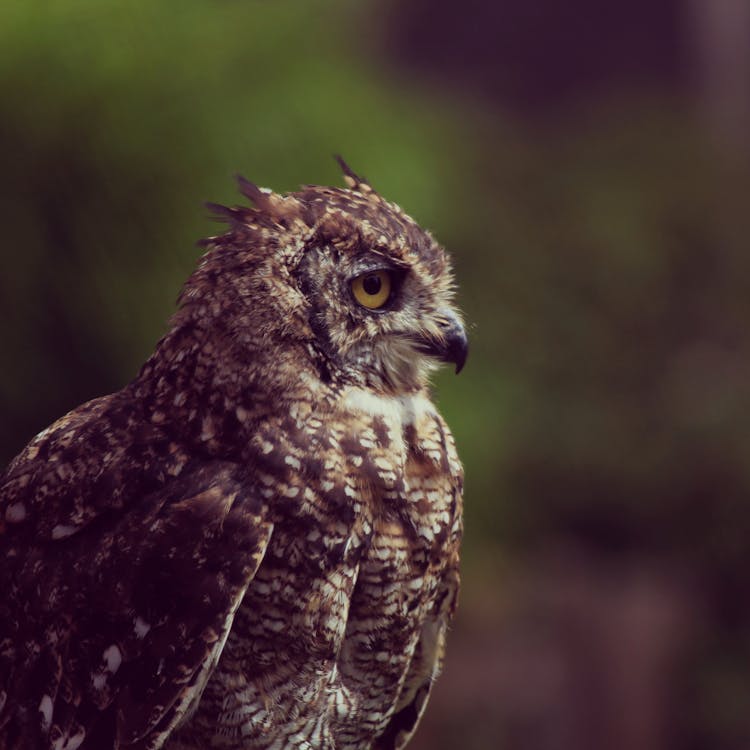 Photo Of Brown Owl