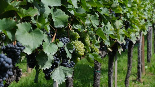 Close-up of Grapevines in a Vineyard
