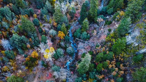 Bird's-eye view Narrow River on a Forest