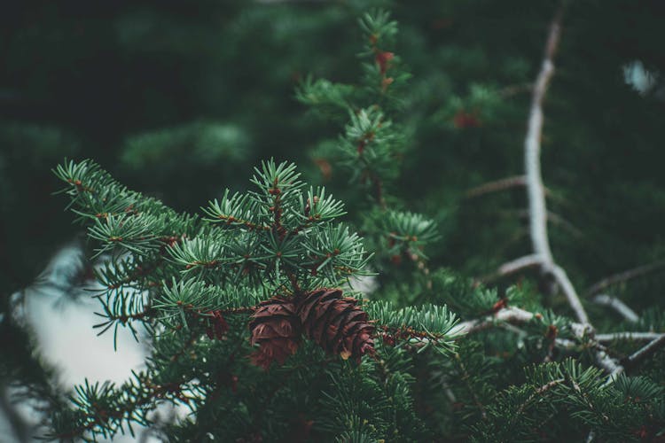 Pine Cones On Tree