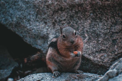 음식을 들고있는 갈색 다람쥐 사진