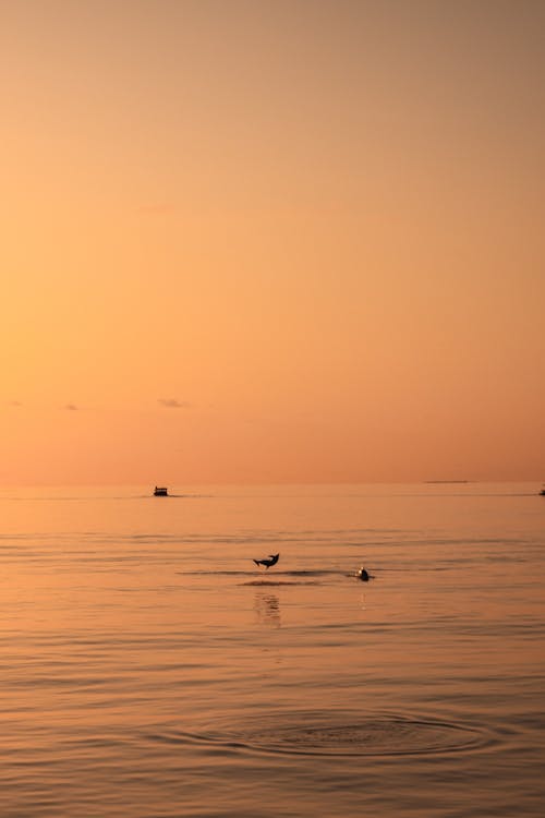 Photo of Ocean druing Dawn