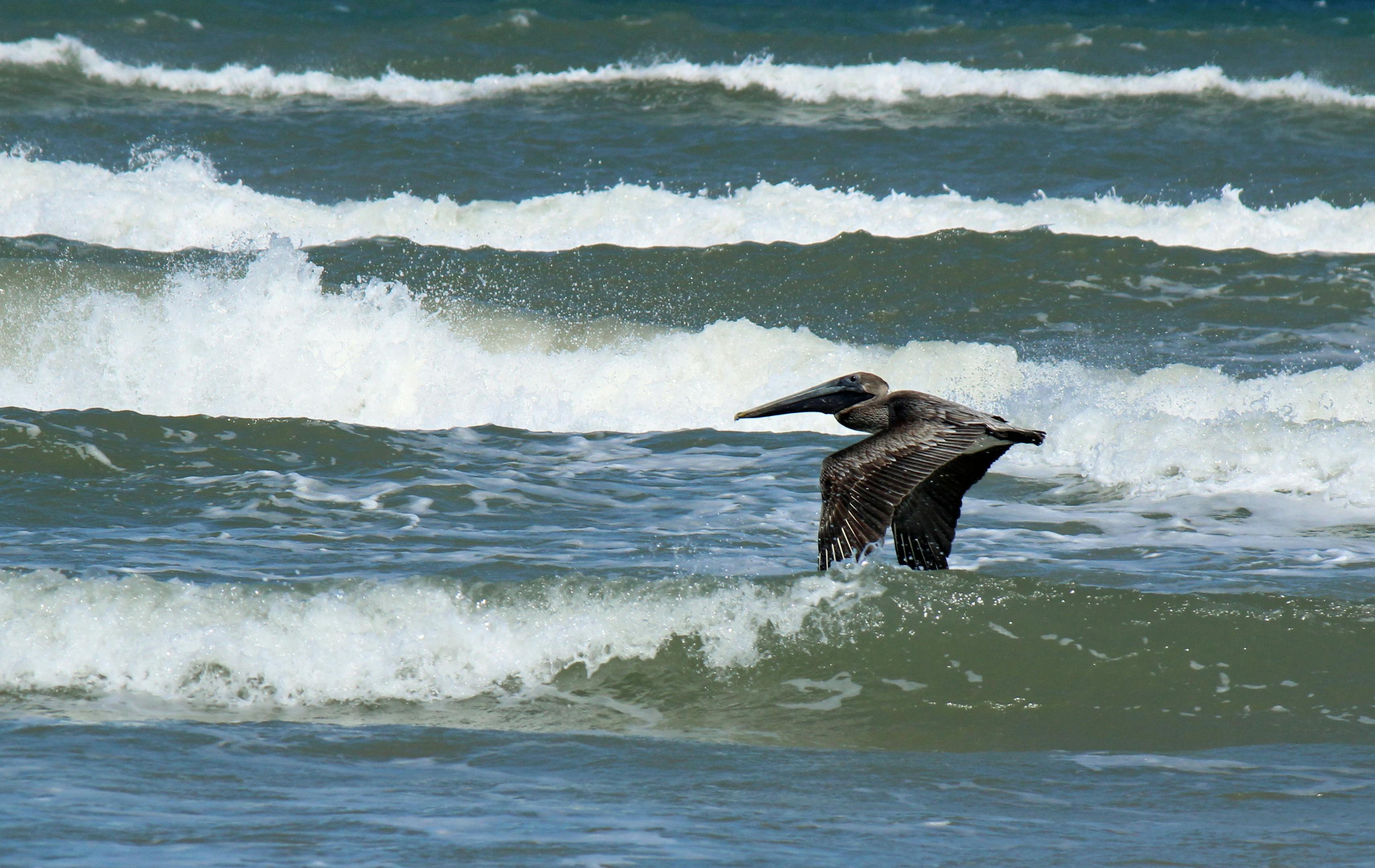 Brown Pelican Flying above Water · Free Stock Photo