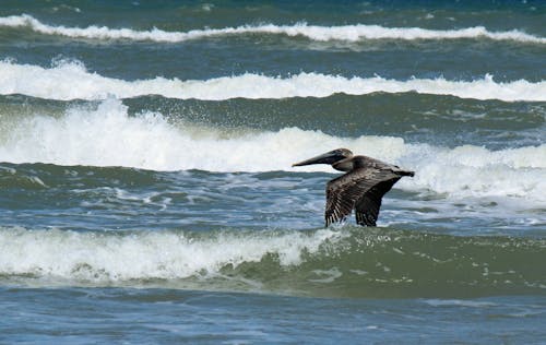 Brown Pelican Flying above Water