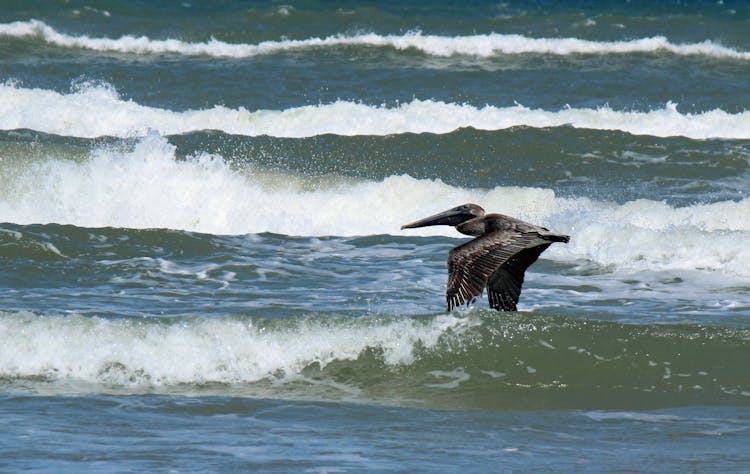 Brown Pelican Flying Above Water