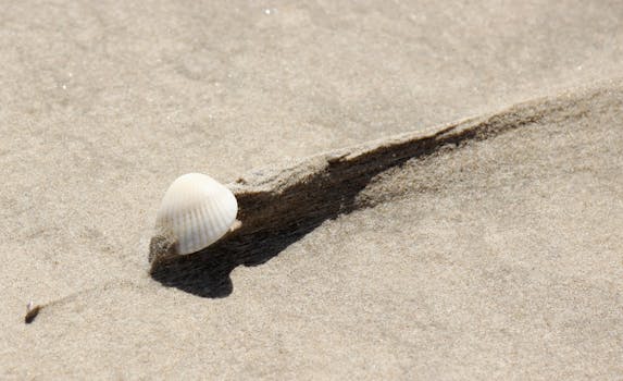 Detailed close-up of a seashell on the sandy beach of Corpus Christi, Texas.