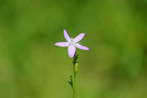 Free Single purple flower in focus amidst a blurred green backdrop, showcasing natural beauty. Stock Photo
