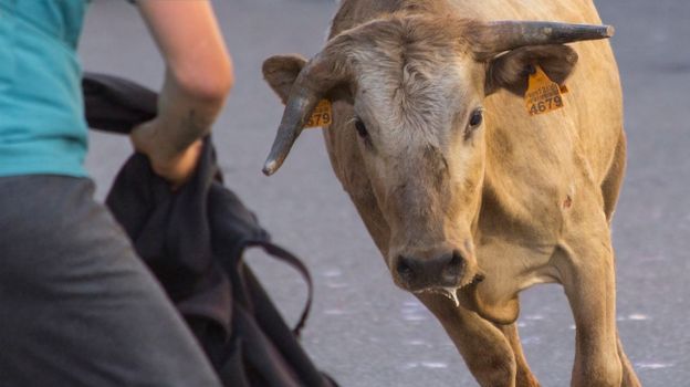 Bull Running towards a Person