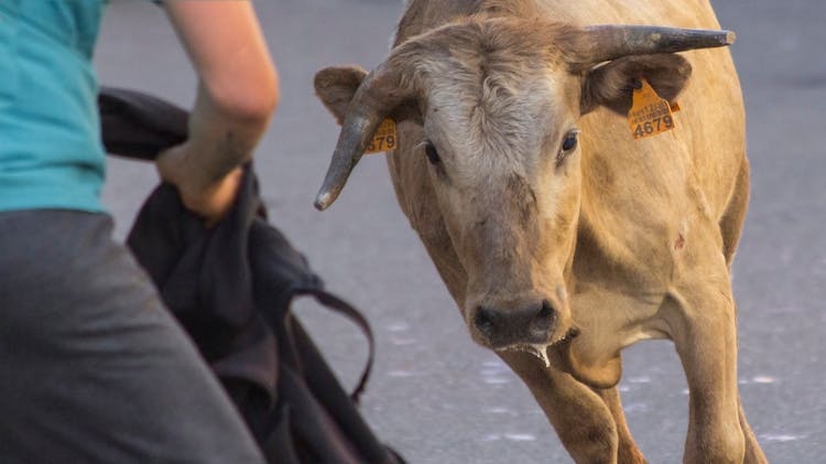 Bull Running Towards A Person